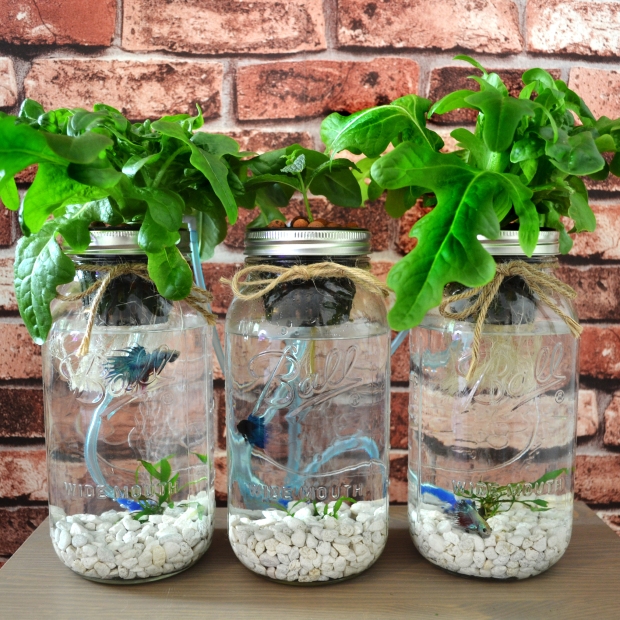 Mason Jar Aquaponics – Green PLUR